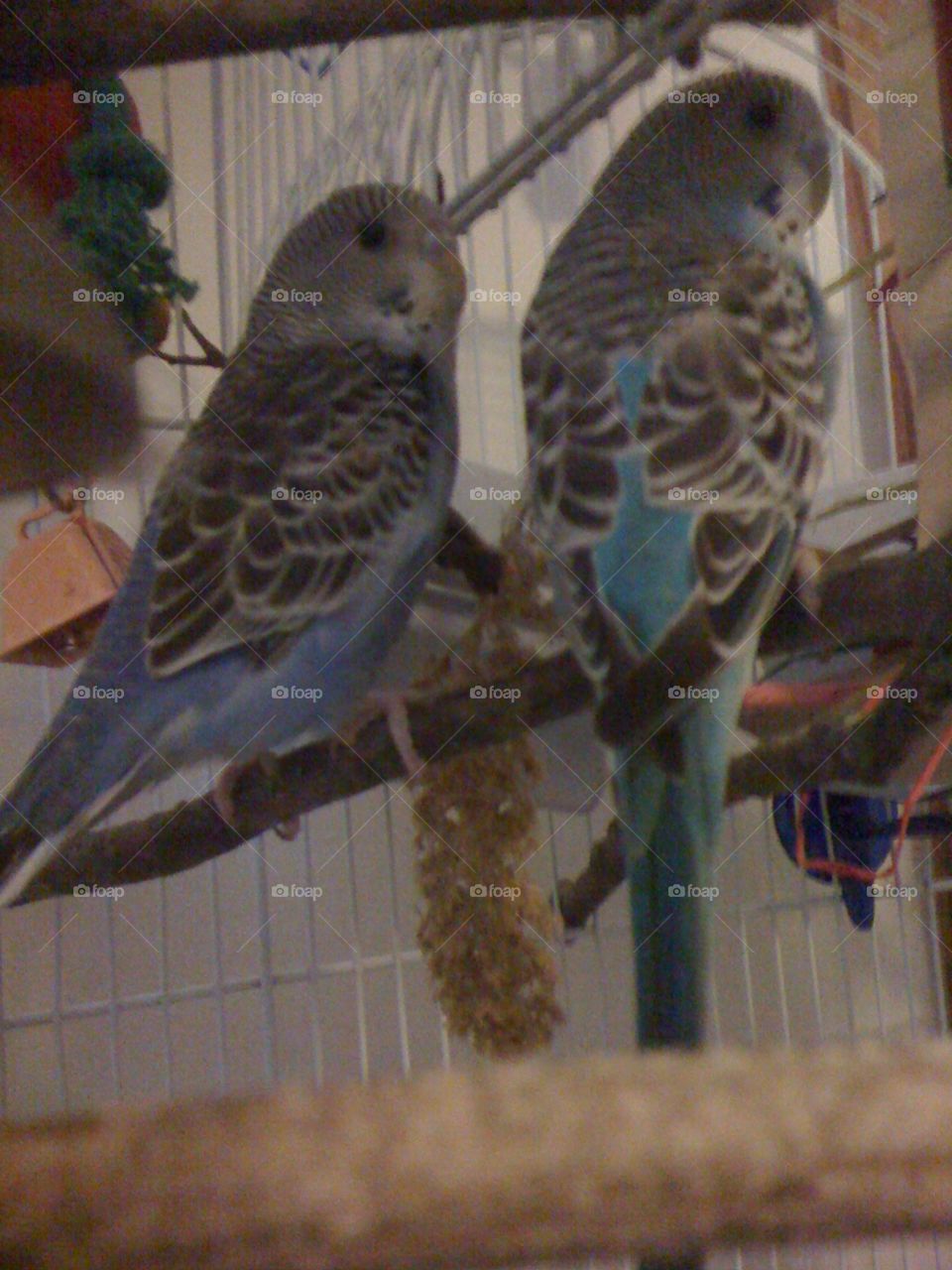 Parakeets