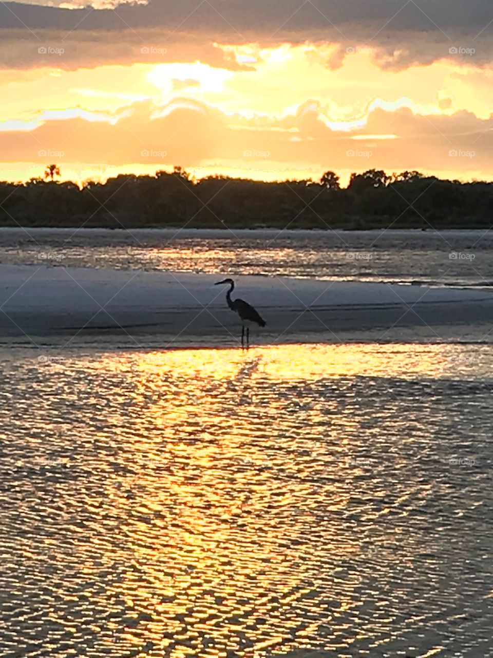 Lone egret at sunset