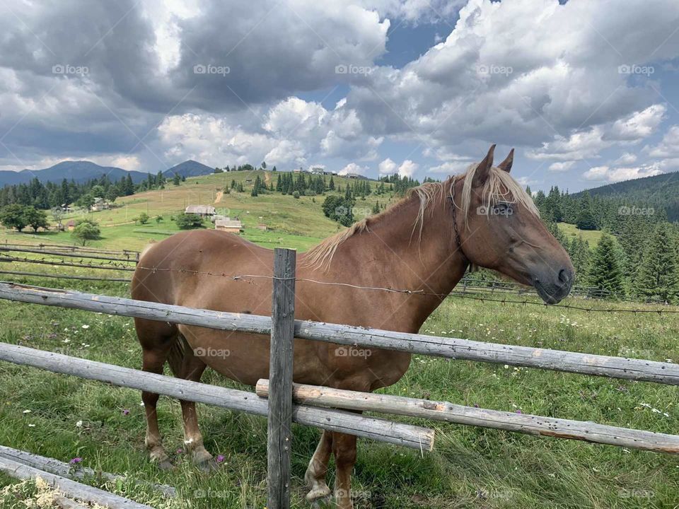 The horse in the Carpathians