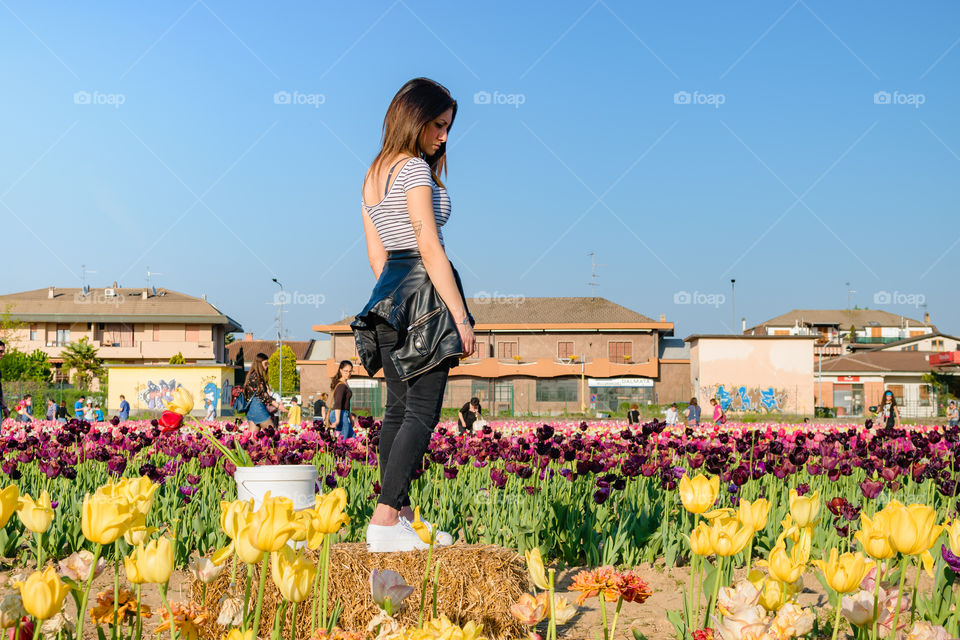 Tulips