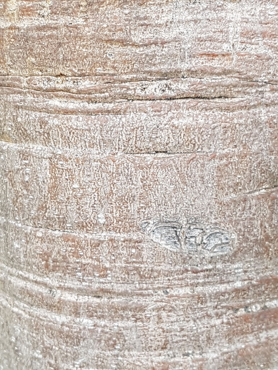 Close-up of tree bark