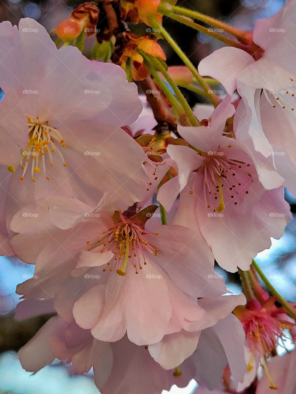 cherry tree blossoms