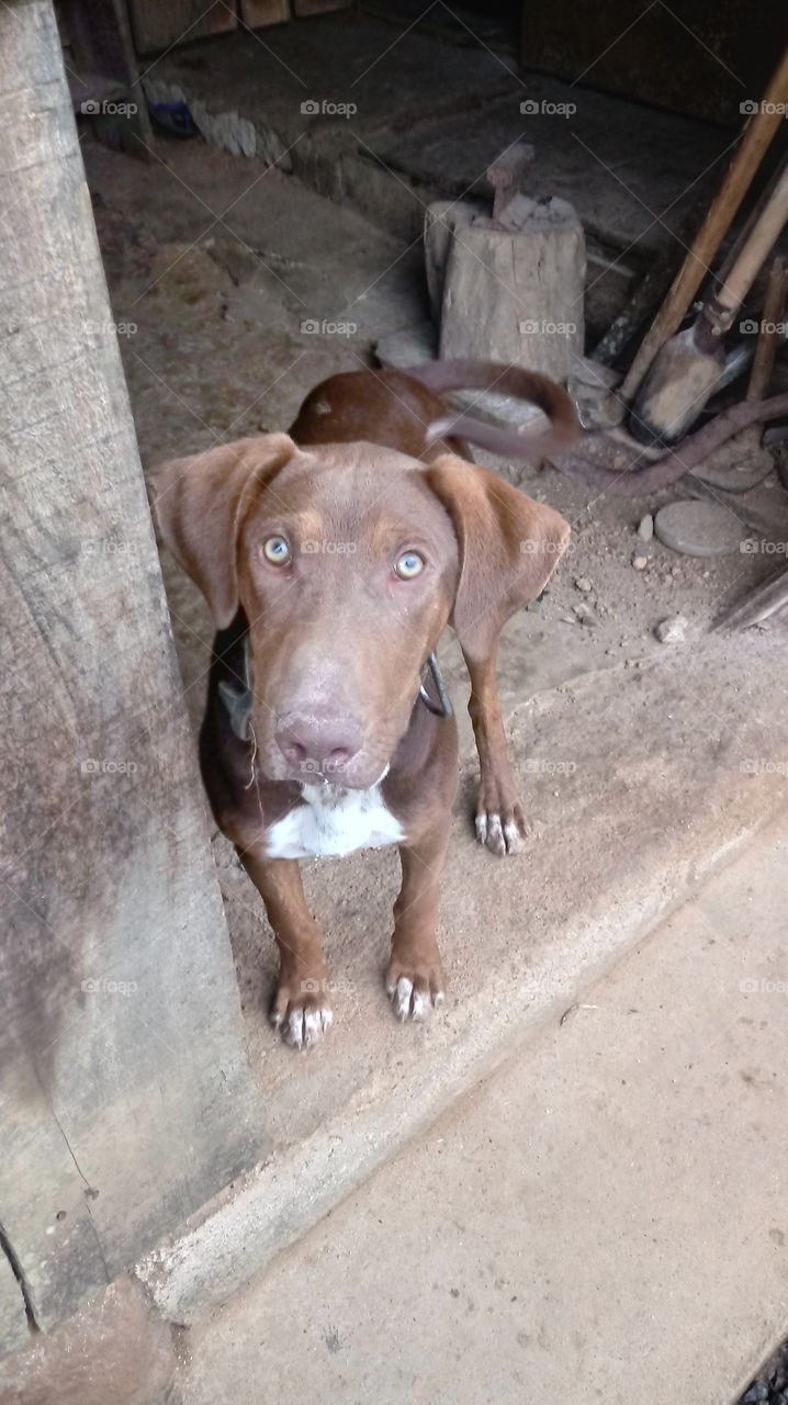 DOG, URRADOR/GALGO, PET CAÇADOR CÃO
