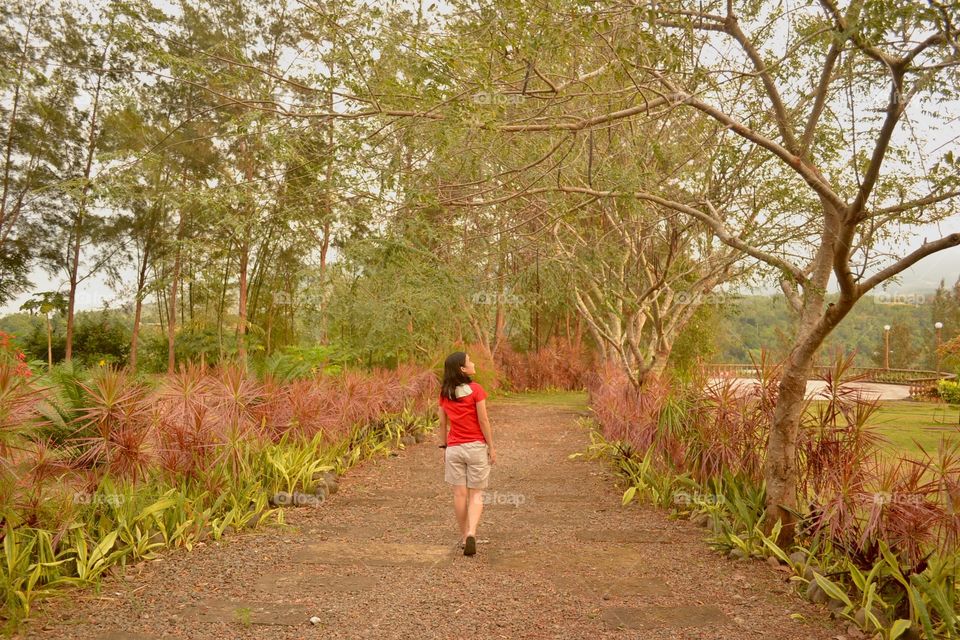 One person walking in the forest of lush trees