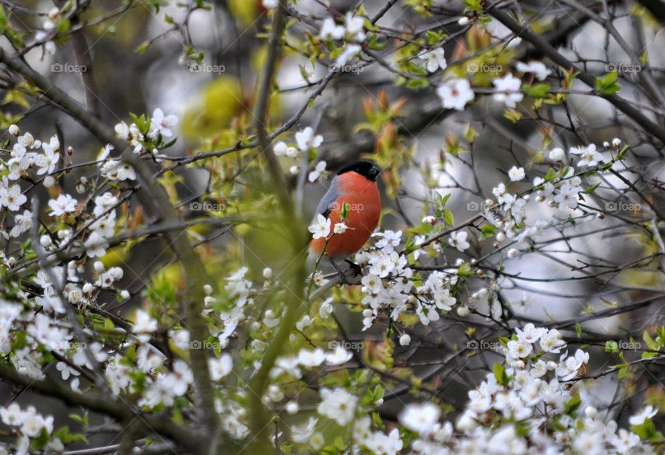 Tree, Nature, Flower, Outdoors, No Person