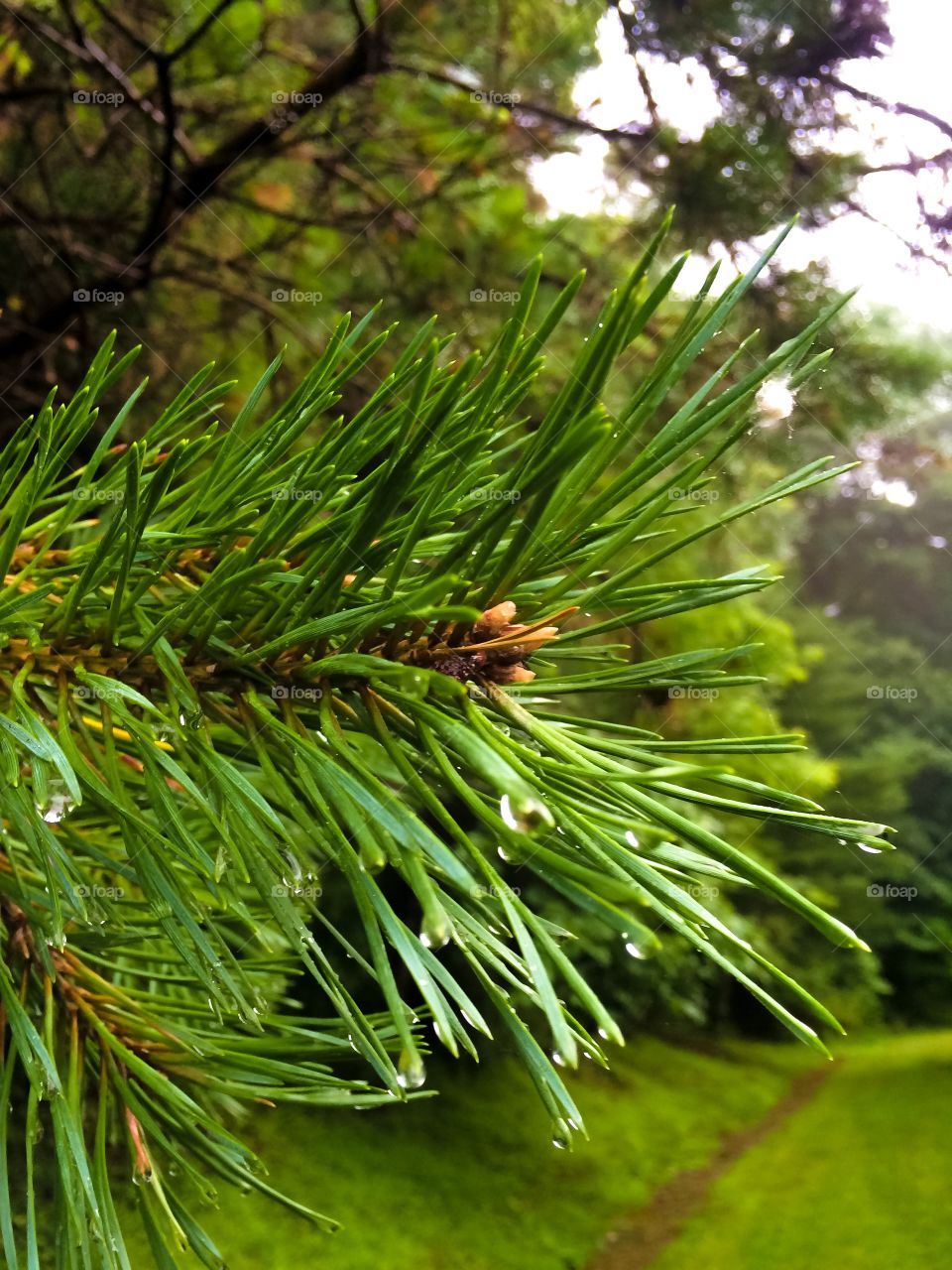 Morning Pine