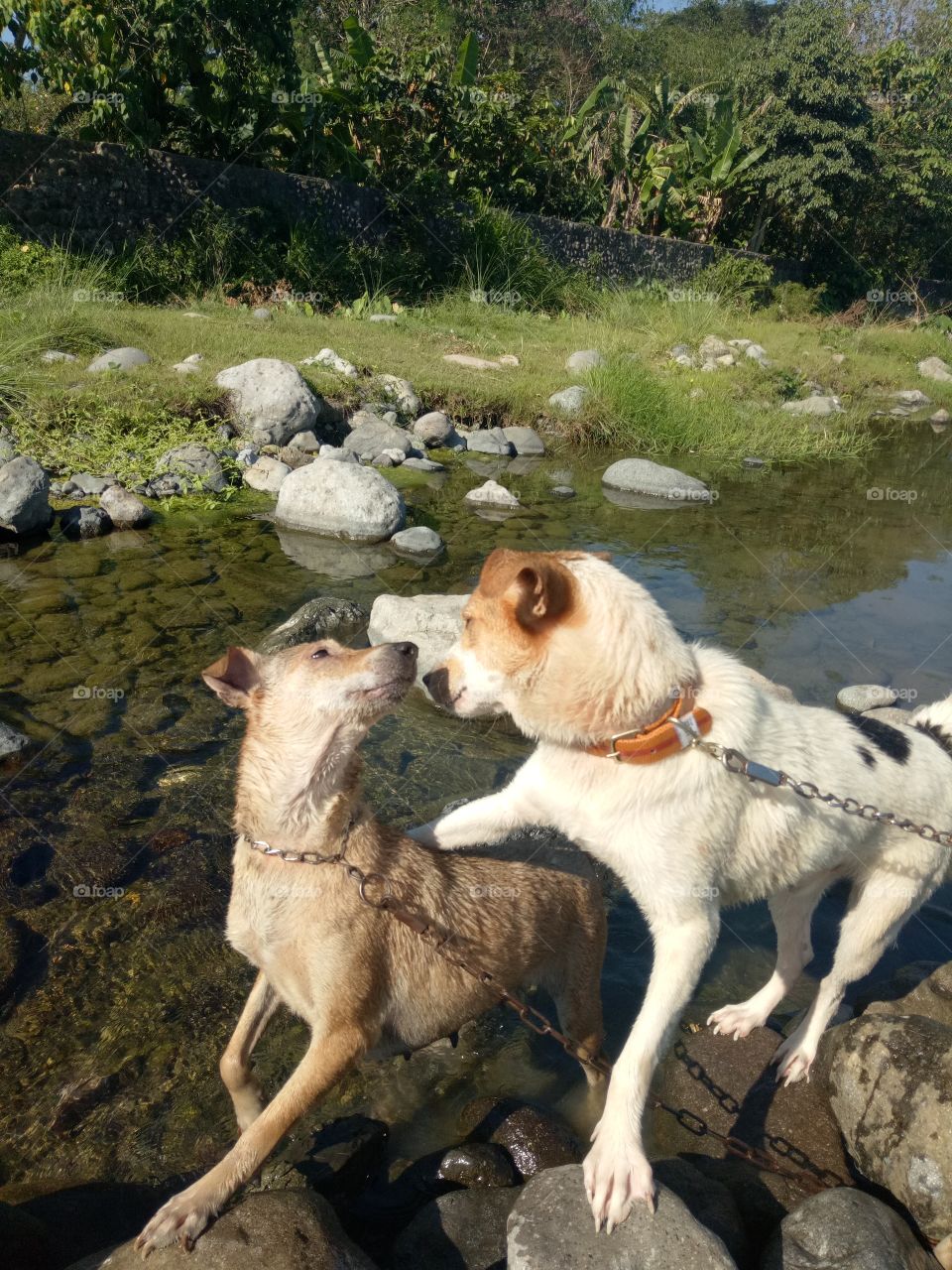 mother dog and her son swimming.