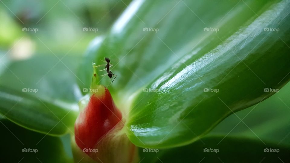 an ant on top of red flower blossom with big green leaf -  macro