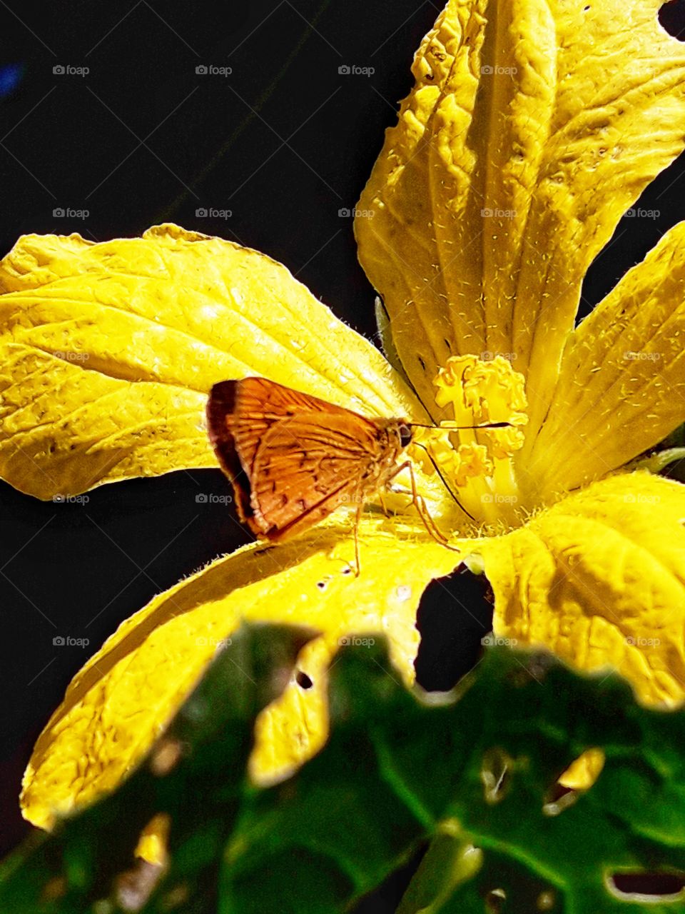 Littile hungry butterfly busy for collecting juice from flower