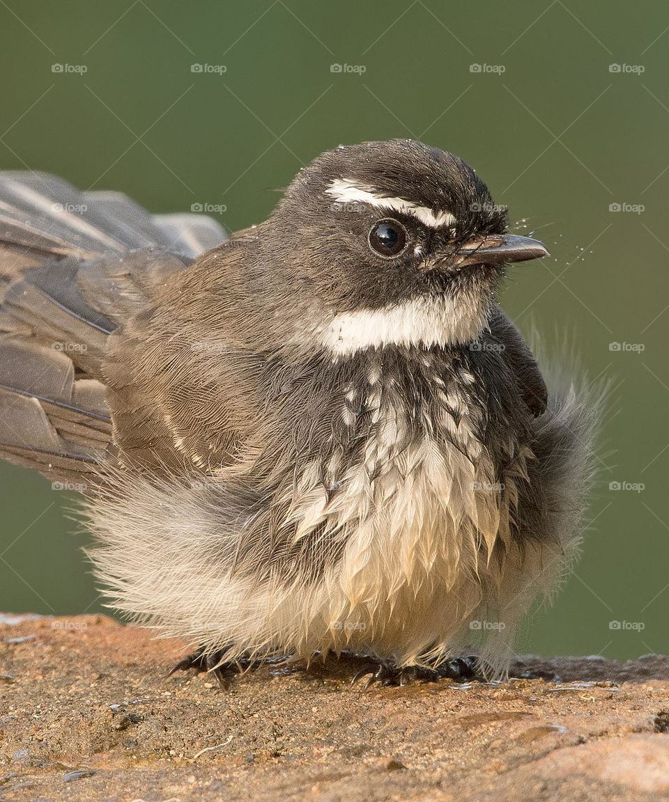 white and brown birds are resting