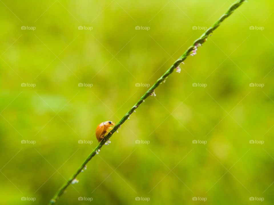 Ladybug on the grass branch.