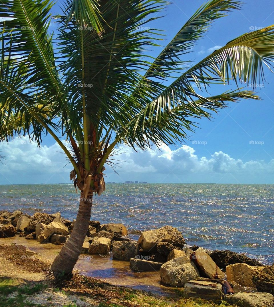 Palm tree on beach