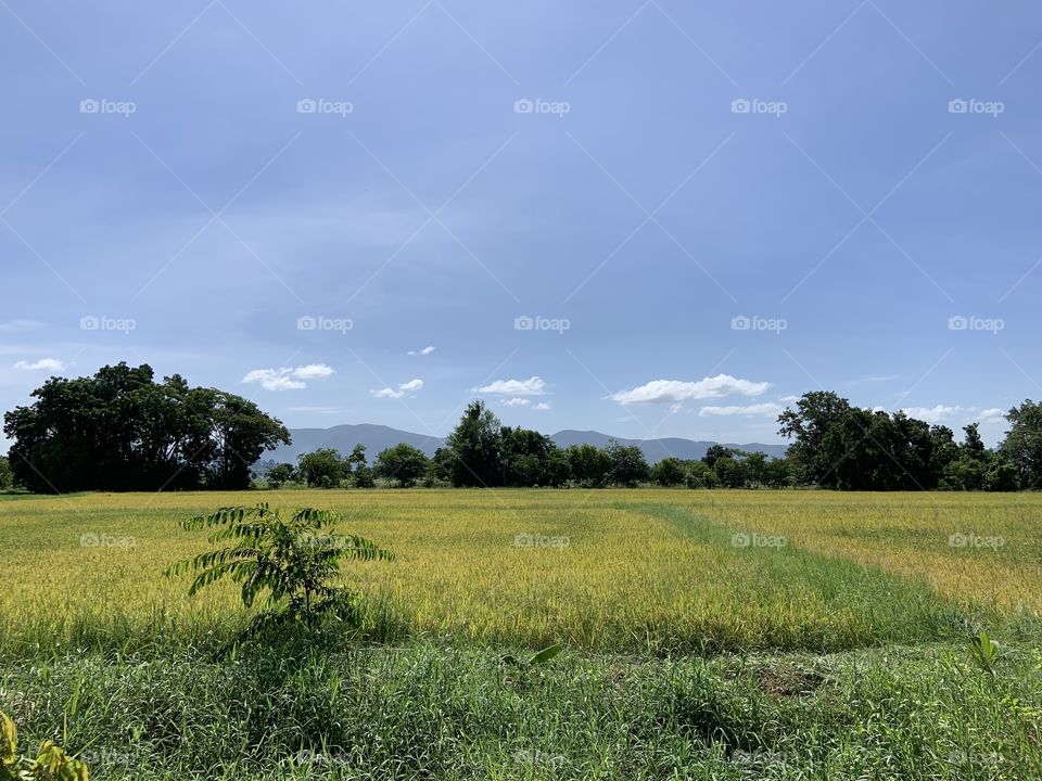 The stories of the rice field, Countryside 