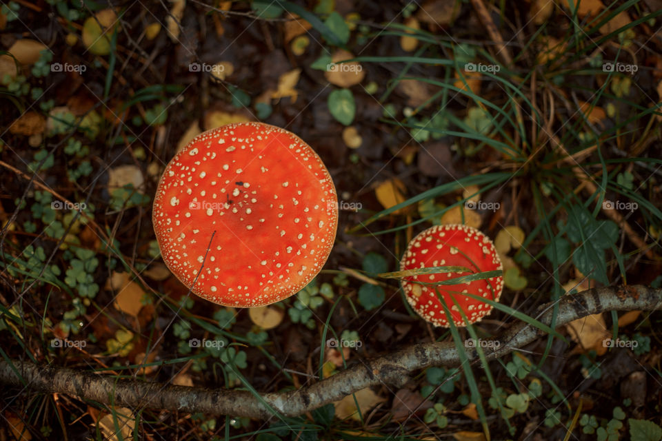 Mushrooms in autumn forest in sunny day