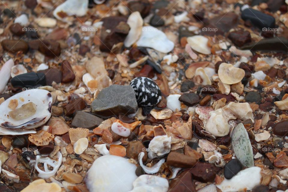 Pebbles and seashells on the sandy beach by the sea