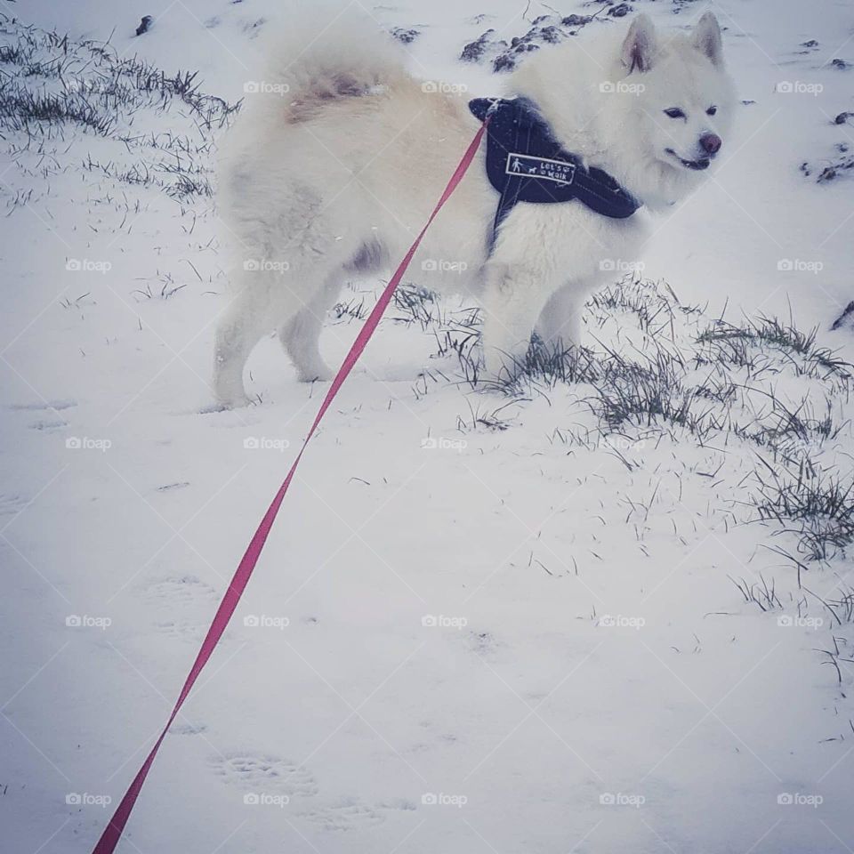 snowdog