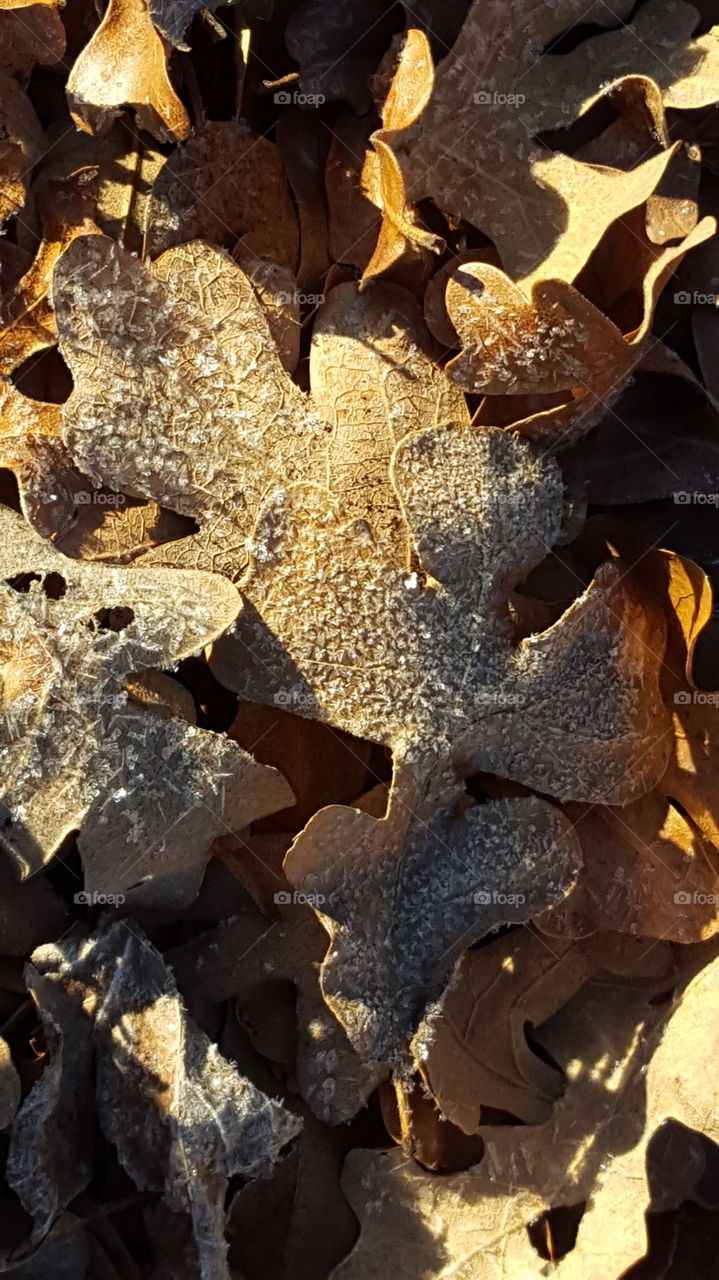 There is a simple beauty in frosted leaves.