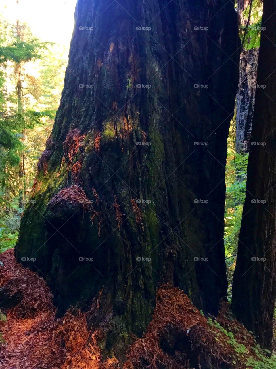Beautiful moss Somewhere in the Redwoods