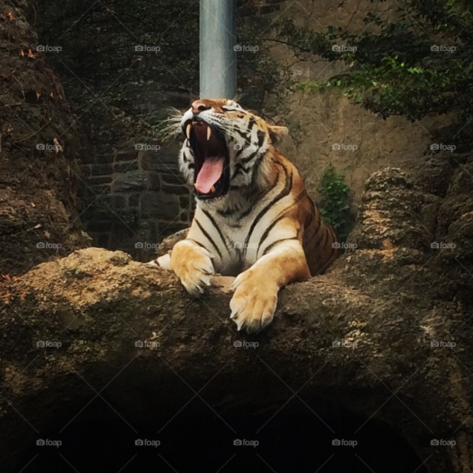 Tiger yawning at the zoo. 