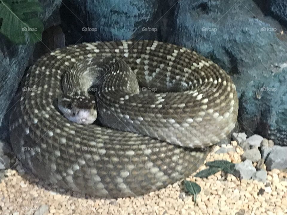 Snake boa  python 