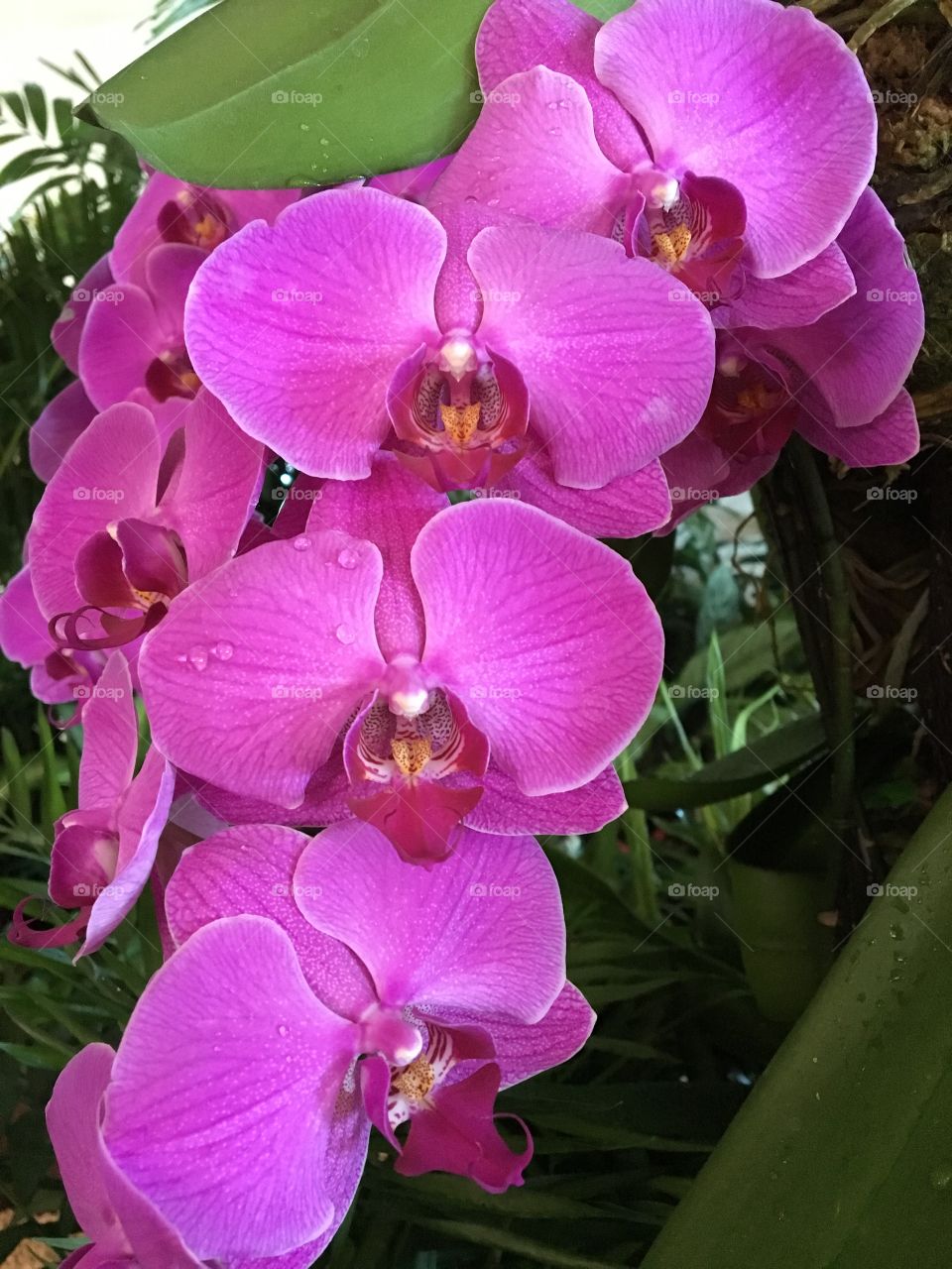 Orchid