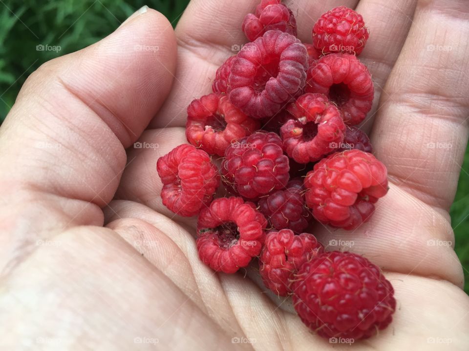 Wild Adirondack Raspberries