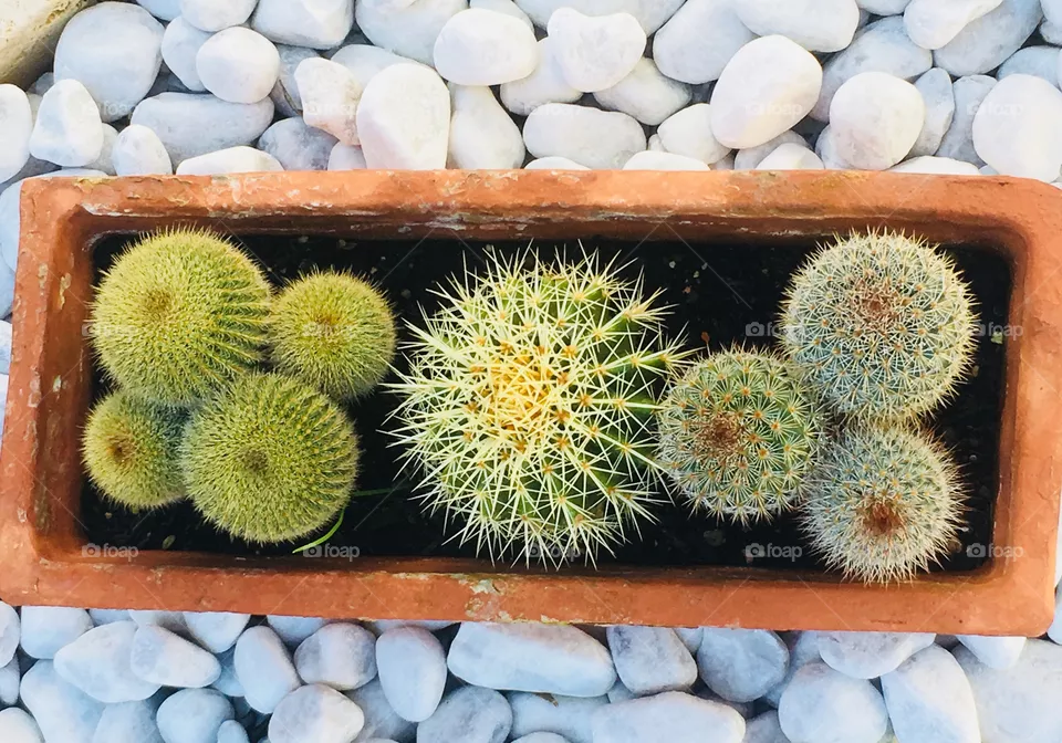 Cactus 