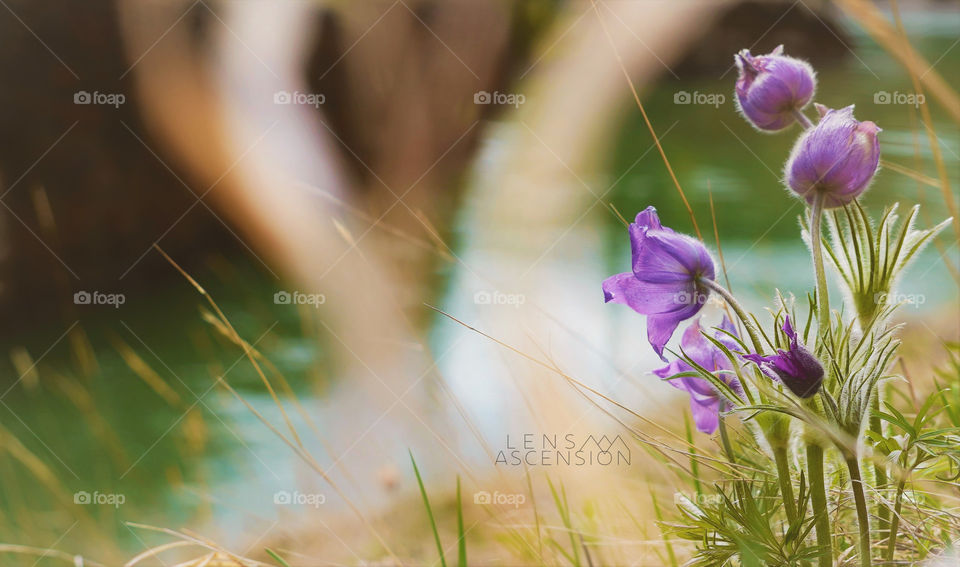 Macro Spring Flowers