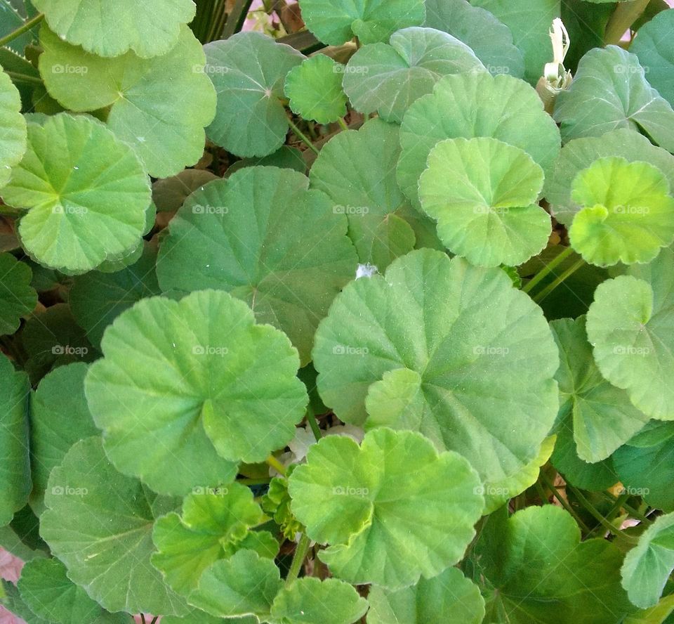 go green , green plants, beautiful portrait