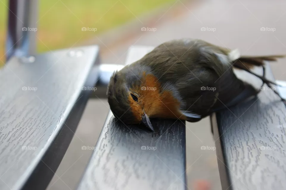 Redbreast
