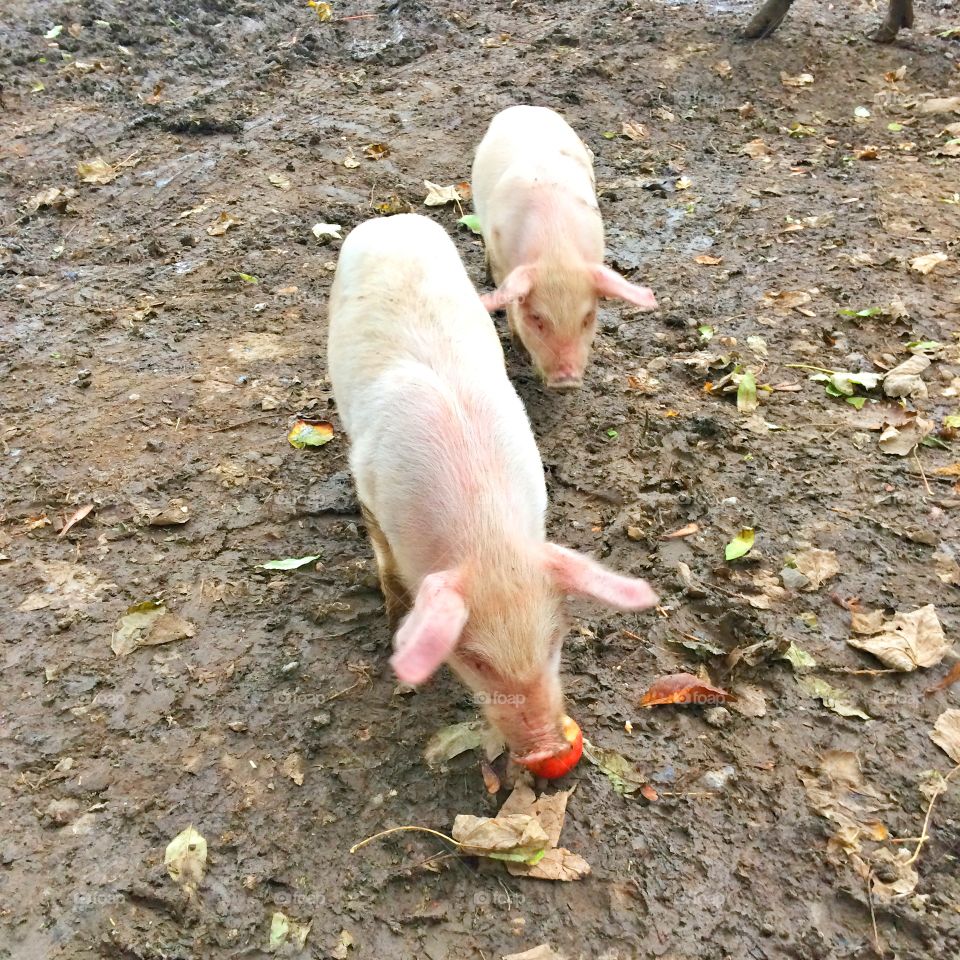 Animal, Mammal, Nature, Piglet, Dog