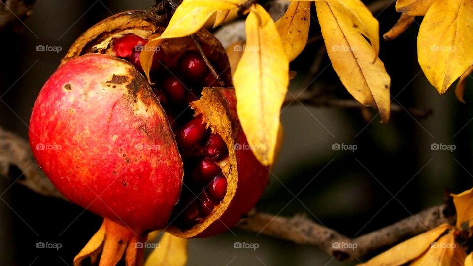 Granada en Otoño 
Granada in Autumn