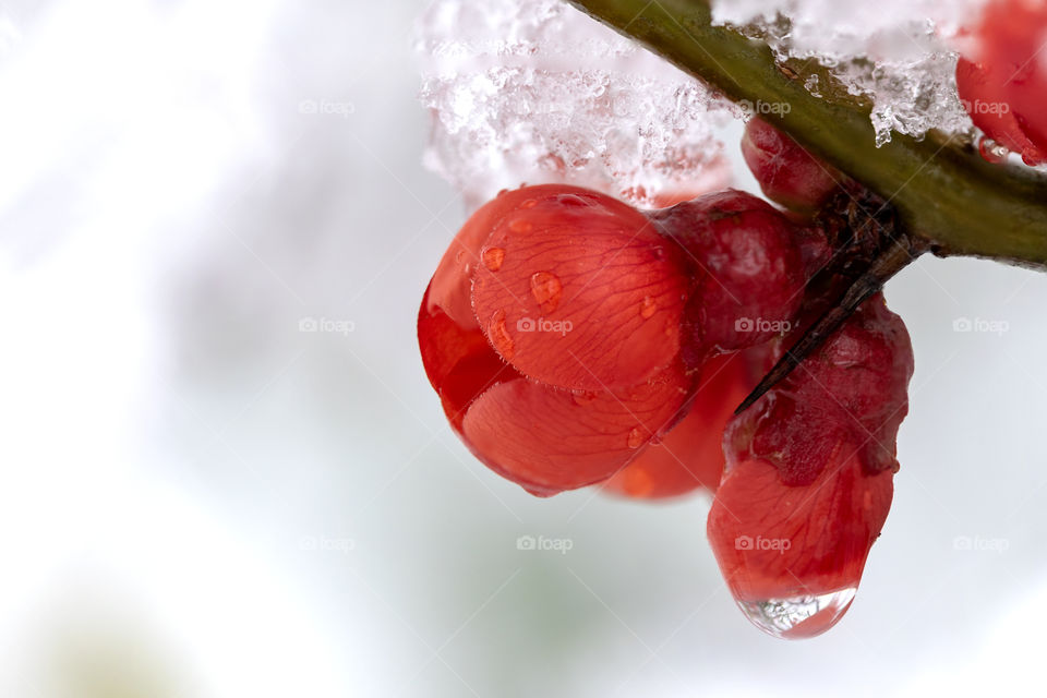 A bright white portrait of a red flower of a japanese quince bush covered with ice of molten snow.