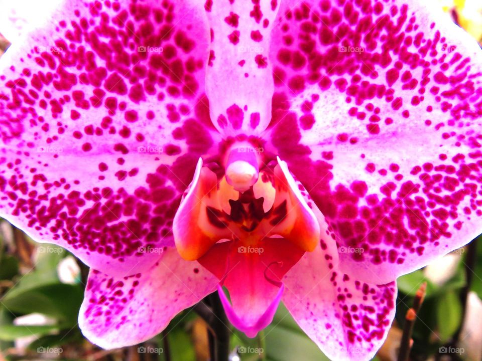 orchid
heart