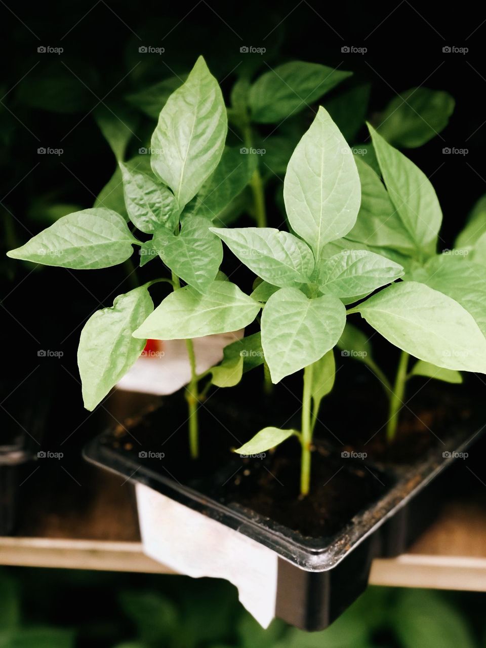 Green plants 