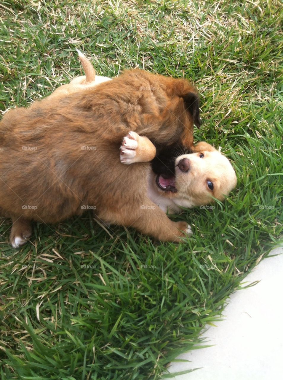 Puppies fight💪😍