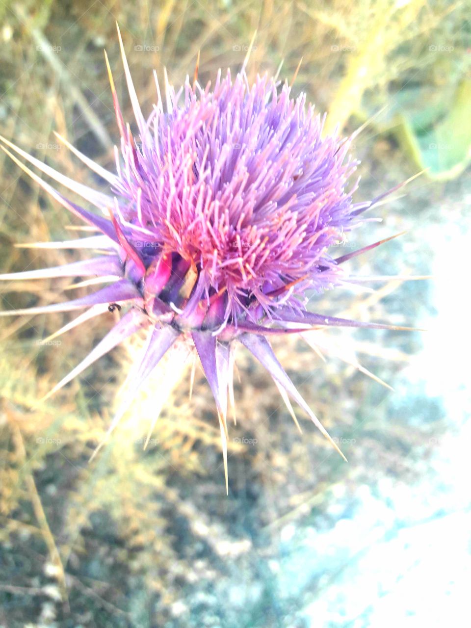 beautiful prickly flower
