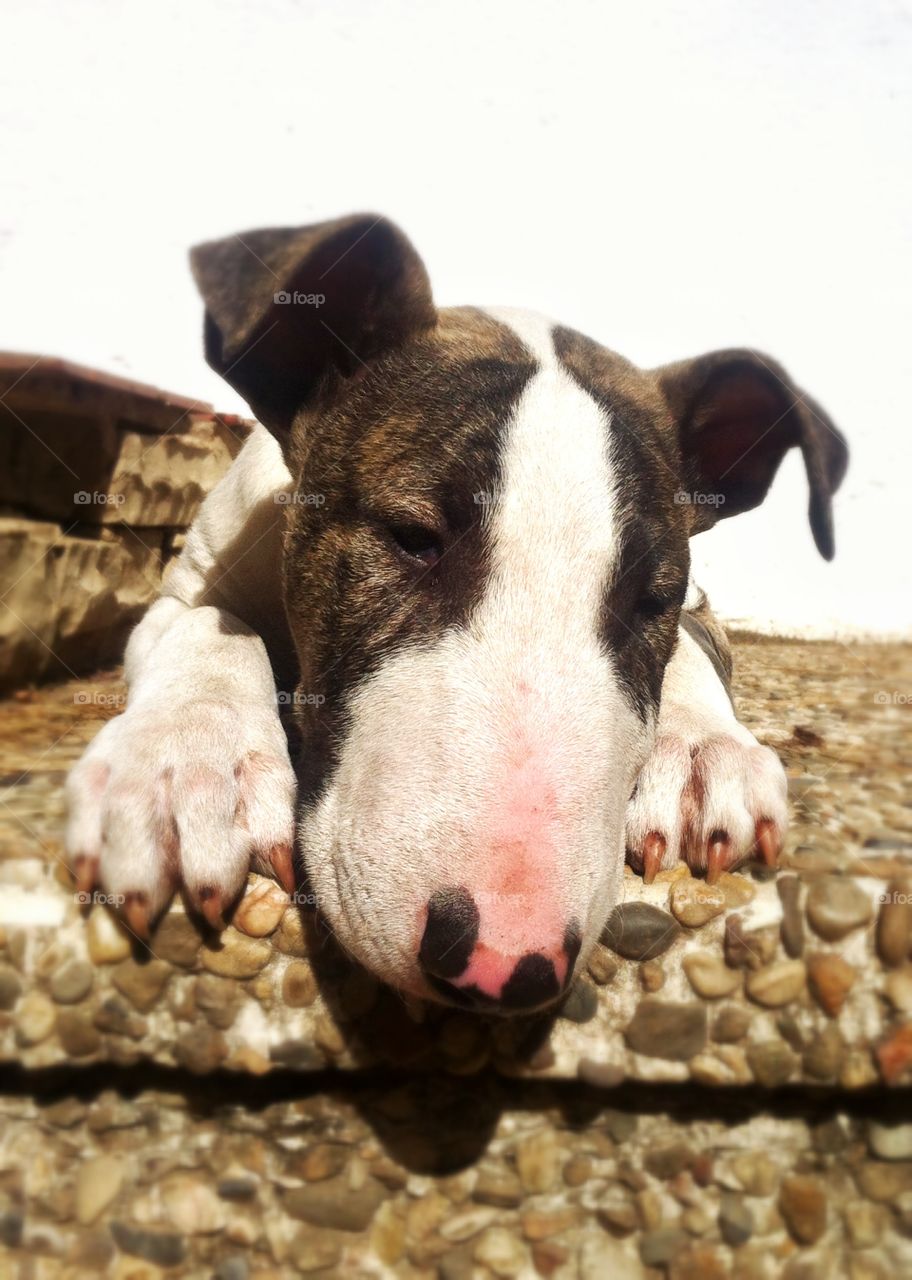 My BullTerrier Dante. One month with my baby 💞 
