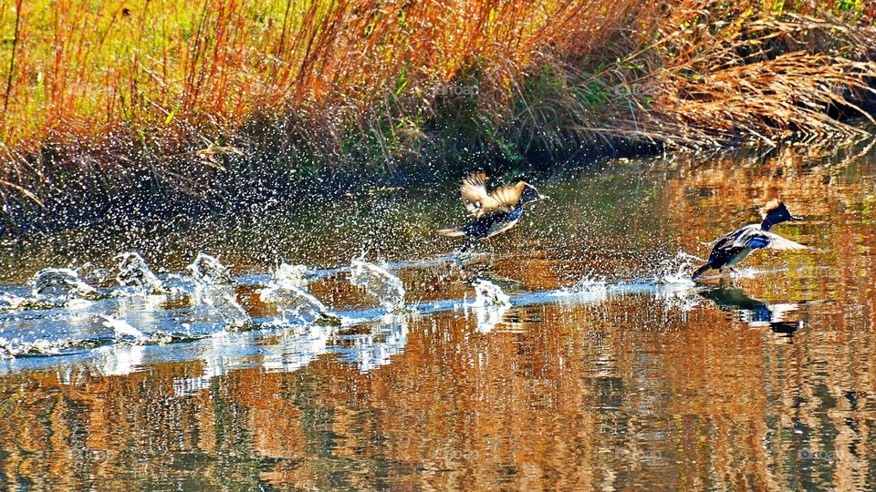 Birds flying over water