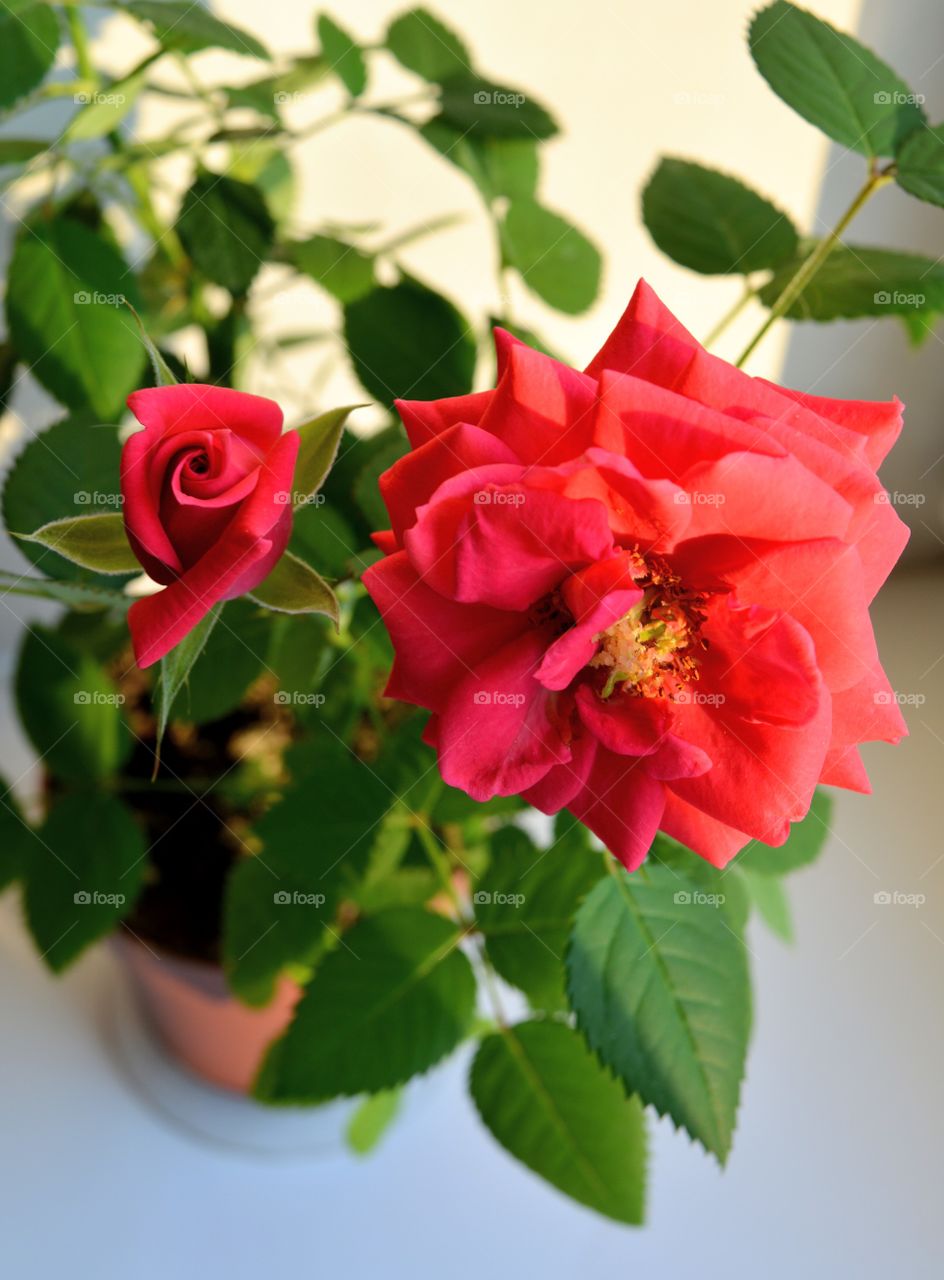 rose flower house plants