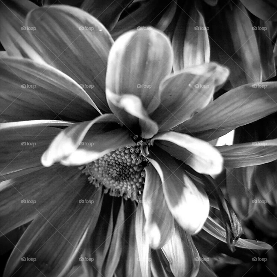 Monochrome, Flower, Nature, No Person, Garden