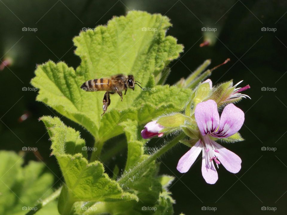 A honeybee in flight approaching a flower
