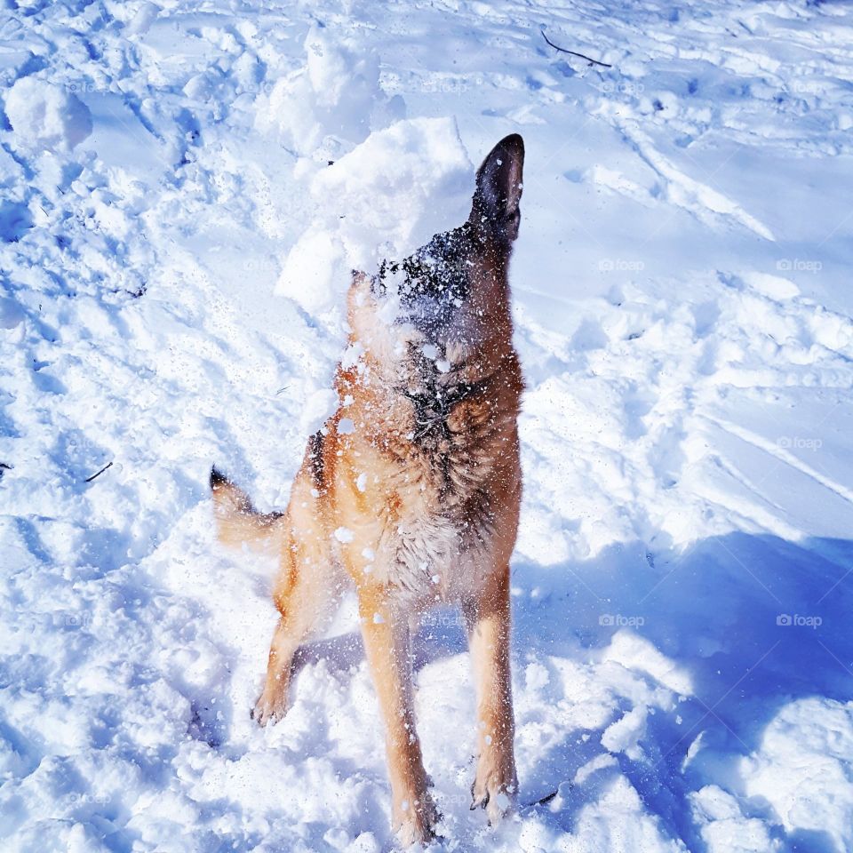 beautiful German shepherd in the snow. action shot