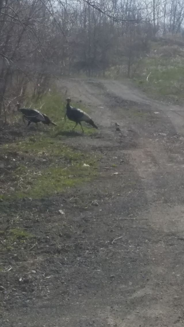 turkeys