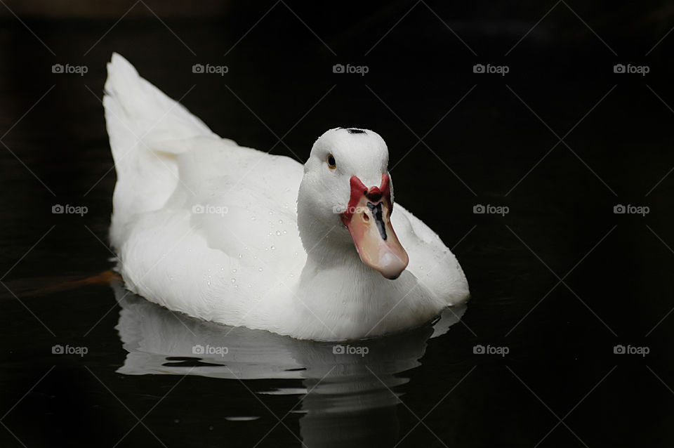 nature white water bird by yahavesh
