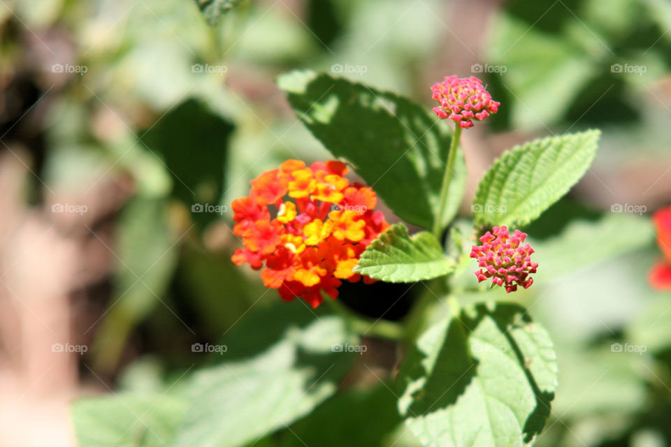 Lantana