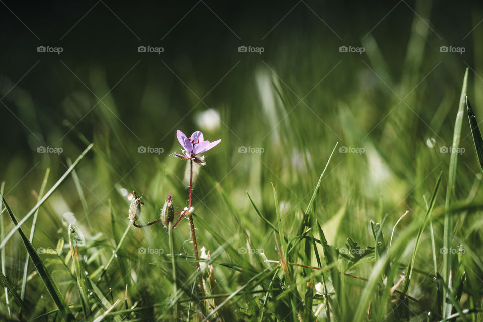Closeup macro of a small flower in grass