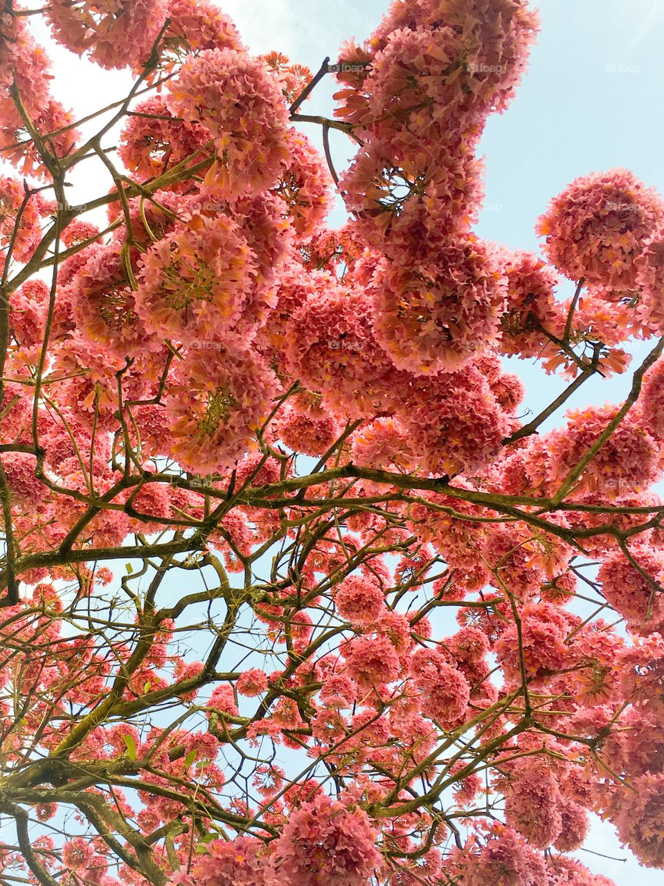 Pink flowering tree