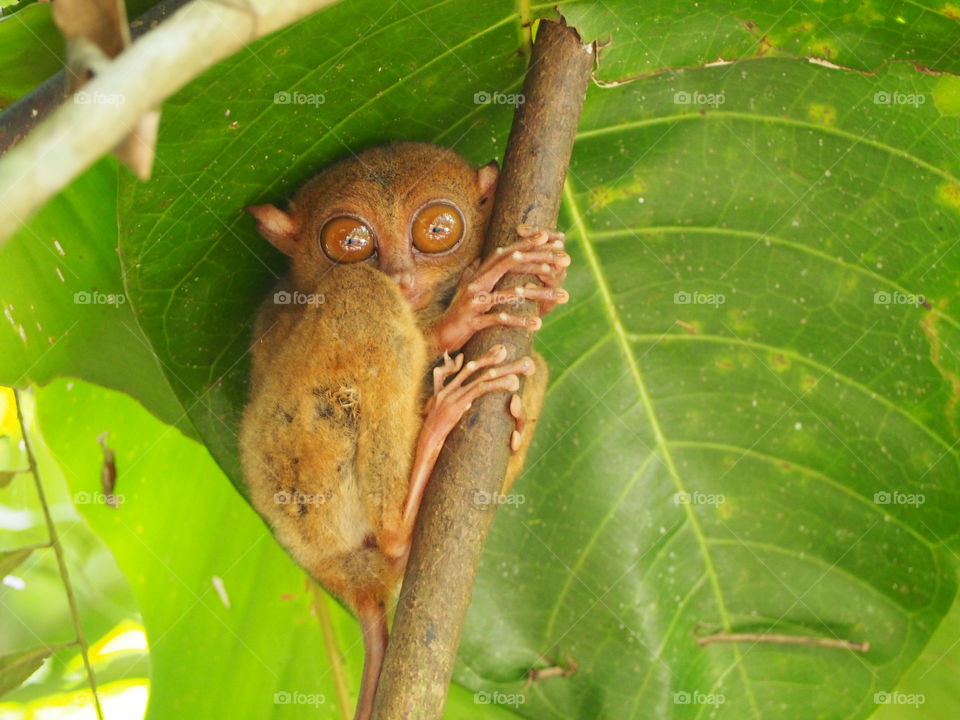 A tiny little tarsier clings to its branch while staring into your soul with its huge eyes. 