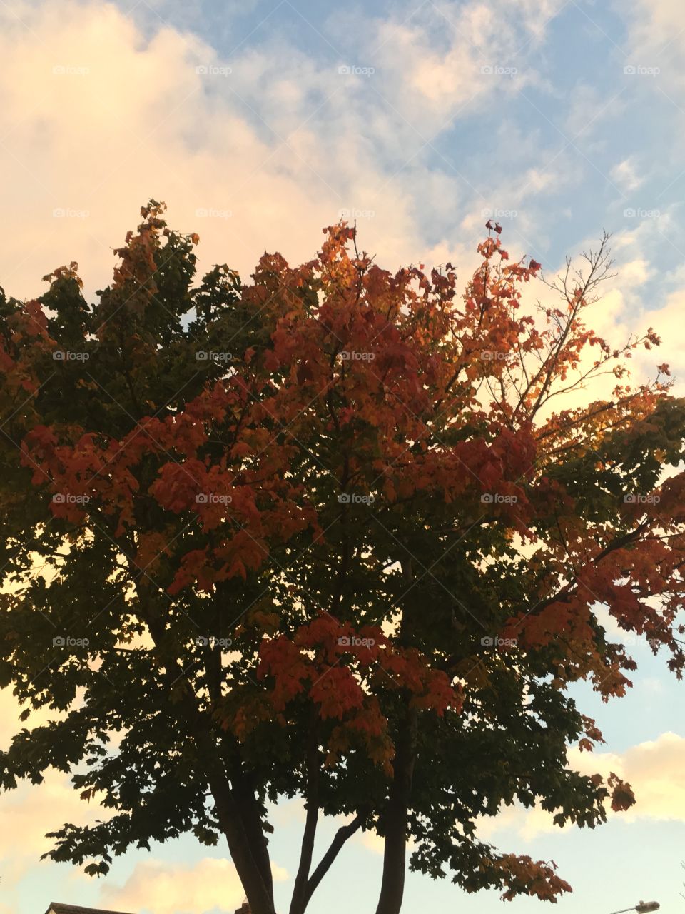 Autumn Tree